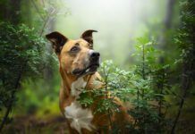 How to Treat Bug Bites on Dogs Bug bites on dogs are common both indoors and out.