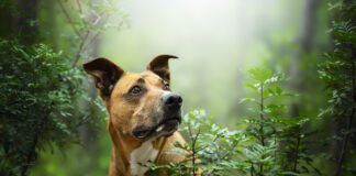 Bug bites on dogs are common both indoors and out.