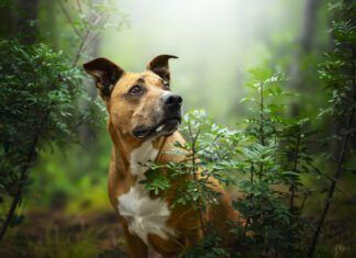 Bug bites on dogs are common both indoors and out.