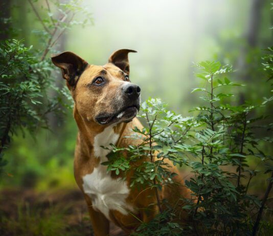 How to Treat Bug Bites on Dogs Bug bites on dogs are common both indoors and out.