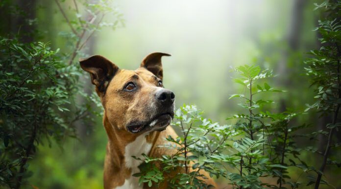 Bug bites on dogs are common both indoors and out.