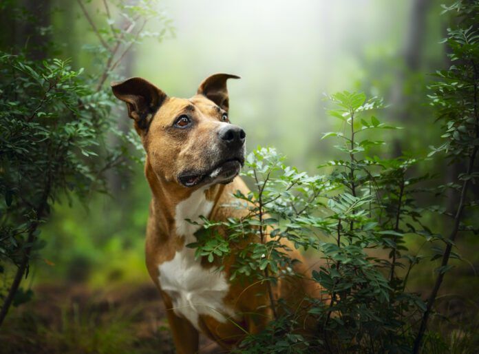 Alert dog standing amidst lush forest foliage Bug bites on dogs are common both indoors and out.