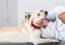 A dog's swollen cheek gland is usually a salivary gland, and needs treatment.