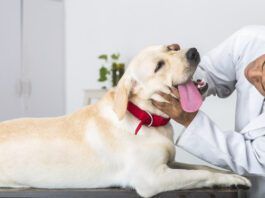 The Why and How of a Dog Swollen Cheek Gland A dog's swollen cheek gland is usually a salivary gland, and needs treatment.