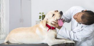 A dog's swollen cheek gland is usually a salivary gland, and needs treatment.