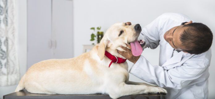 A dog's swollen cheek gland is usually a salivary gland, and needs treatment.