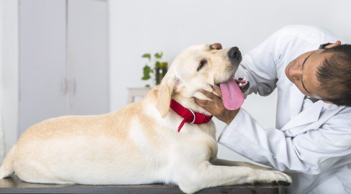 A dog's swollen cheek gland is usually a salivary gland, and needs treatment.