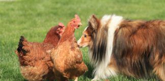 A border collie investigates two alarmed looking chicken hens.