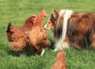A border collie investigates two alarmed looking chicken hens.