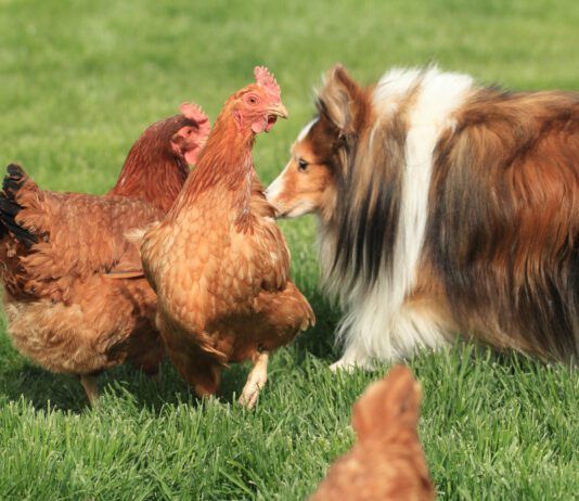 A border collie investigates two alarmed looking chicken hens.