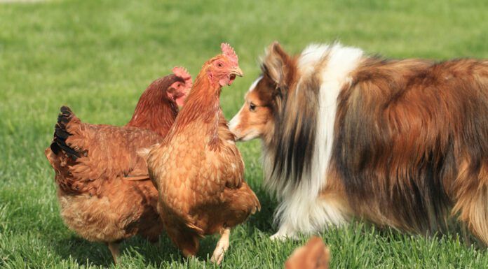 A border collie investigates two alarmed looking chicken hens.