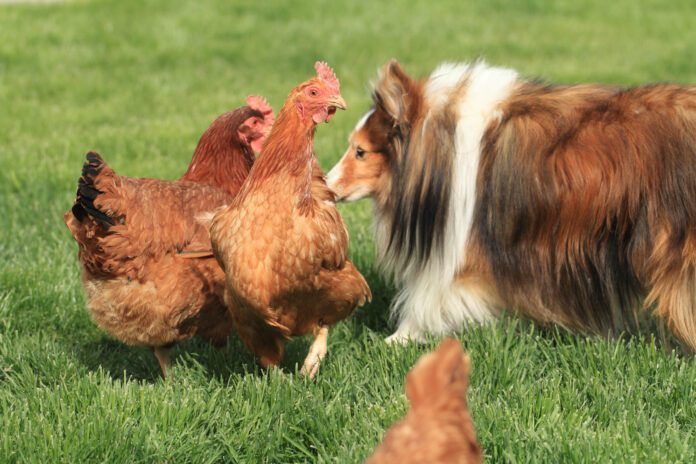 A border collie investigates two alarmed looking chicken hens.