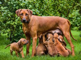 Do dogs remember their parents? There's no way we can know for sure.