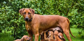 Do dogs remember their parents? There's no way we can know for sure.