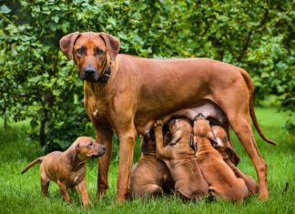 Do Dogs Remember Their Parents? Do dogs remember their parents? There's no way we can know for sure.