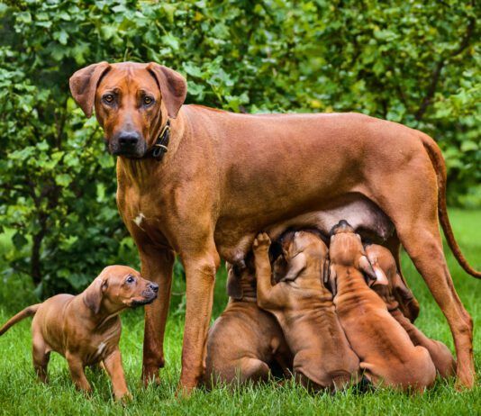 Do dogs remember their parents? There's no way we can know for sure.