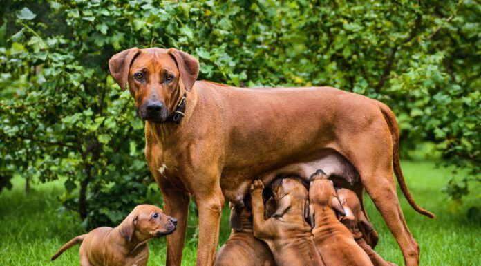 Do dogs remember their parents? There's no way we can know for sure.