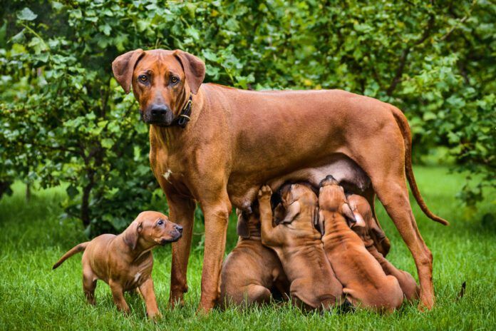 Do dogs remember their parents? There's no way we can know for sure.