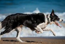 A dog body condition score rates your dog on visible signs of fat content and body conditioning.