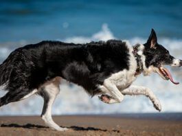 Understanding Your Dog’s Body Condition Score A dog body condition score rates your dog on visible signs of fat content and body conditioning.