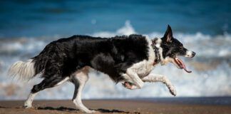 A dog body condition score rates your dog on visible signs of fat content and body conditioning.