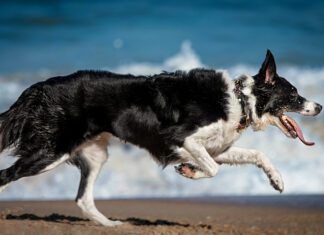 A dog body condition score rates your dog on visible signs of fat content and body conditioning.