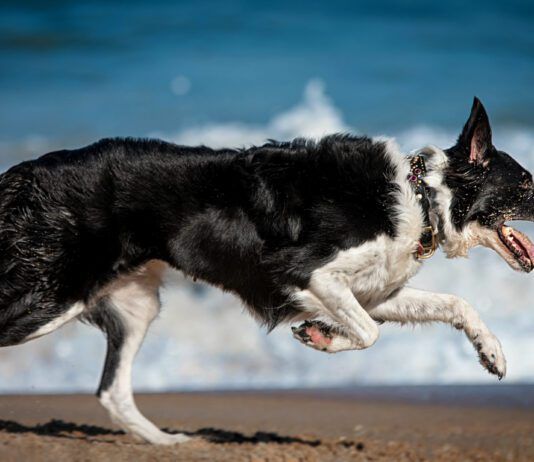 A dog body condition score rates your dog on visible signs of fat content and body conditioning.