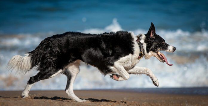 A dog body condition score rates your dog on visible signs of fat content and body conditioning.