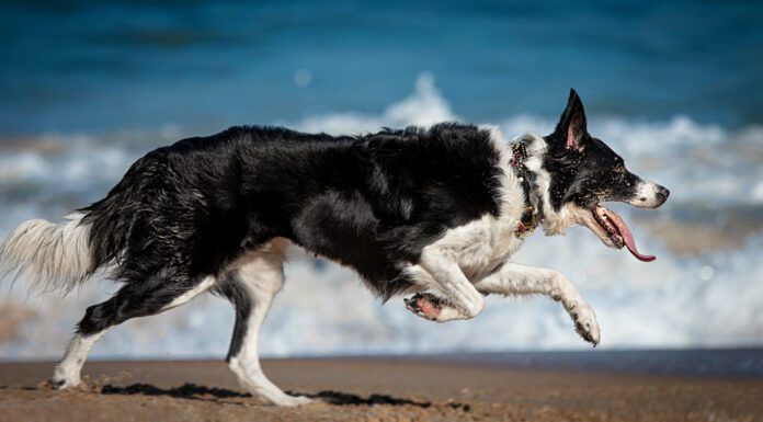 A dog body condition score rates your dog on visible signs of fat content and body conditioning.