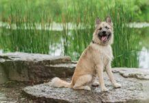 Your Dog’s DNA: What Can Dog DNA Tests Really Tell You? dog dna test