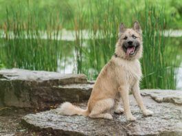 Your Dog’s DNA: What Can Dog DNA Tests Really Tell You? dog dna test