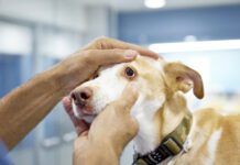 Dog eye melanoma is something that only an optometrist can diagnose.