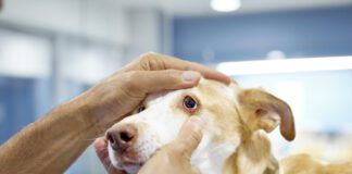 Dog eye melanoma is something that only an optometrist can diagnose.