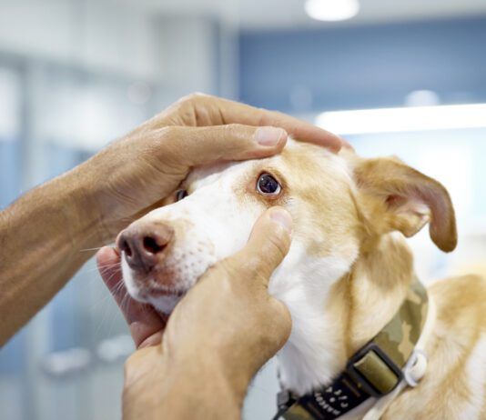 Dog eye melanoma is something that only an optometrist can diagnose.