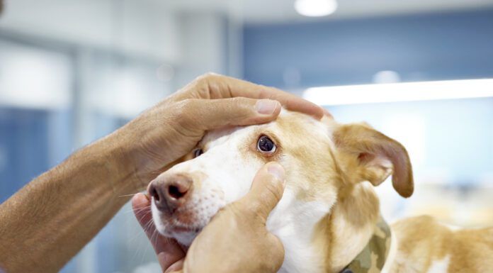Dog eye melanoma is something that only an optometrist can diagnose.