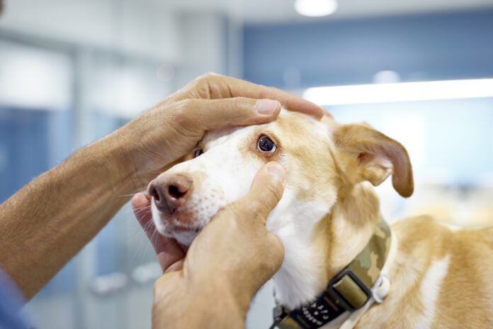 Dog eye melanoma is something that only an optometrist can diagnose.