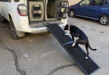 The best dog ramps offer a gentle incline, traction, and stability.