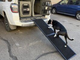 The best dog ramps offer a gentle incline, traction, and stability.