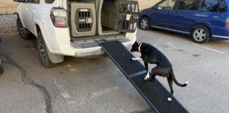 The best dog ramps offer a gentle incline, traction, and stability.