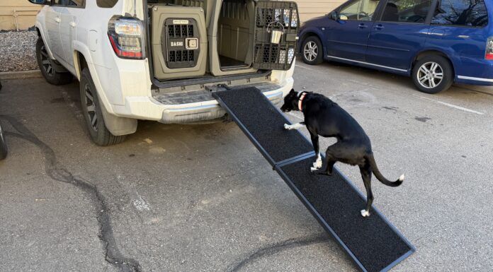 The best dog ramps offer a gentle incline, traction, and stability.