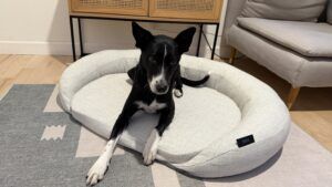 The HIgerDOSE Pemf bed has a wide array of options and settings.