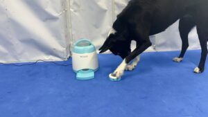 Electronics and cognitive dog toys are a great game for dogs.