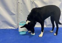 The best cognitive dog toys combine an engaging puzzle with toughness.