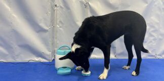 The best cognitive dog toys combine an engaging puzzle with toughness.