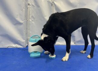 The best cognitive dog toys combine an engaging puzzle with toughness.