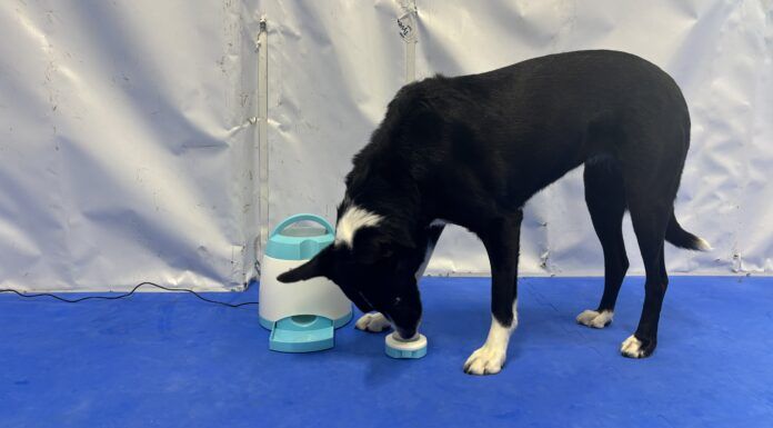 The best cognitive dog toys combine an engaging puzzle with toughness.