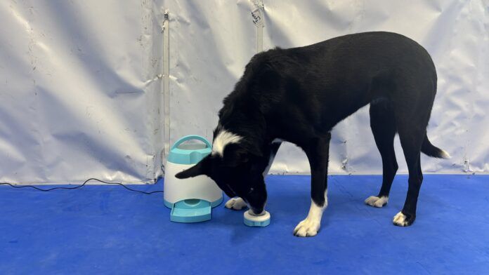 The best cognitive dog toys combine an engaging puzzle with toughness.