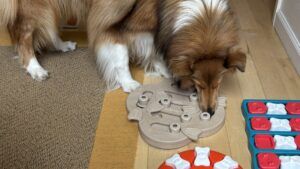 Cognitive dog toys like puzzle toys can provide dogs with mental stimulation.