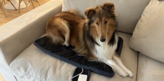 The best PEMF products for dogs provide a good range of settings and are easy to use.