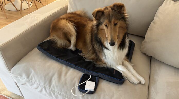 The best PEMF products for dogs provide a good range of settings and are easy to use.
